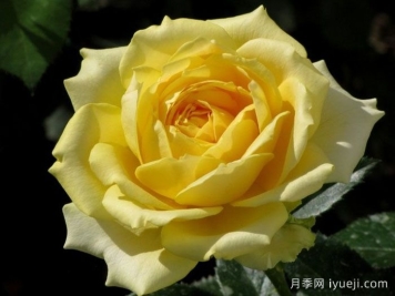 玛尔丽斯城堡月季/夏日黄金/夏日之星Marselisborg Castle