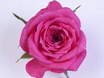 嬉皮士星星月季/嬉皮明星Hippie Star