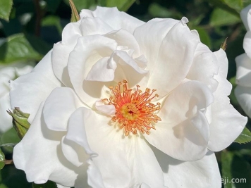 星光交响曲月季Starlight Symphony