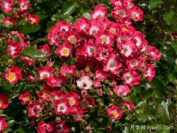 小钻石月季Diamantino