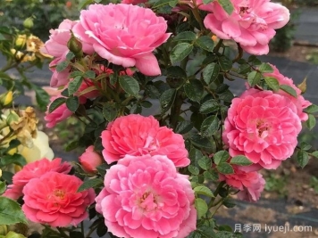 向前向上月季Onward and Upward