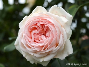 古安拉露丝月季/香槟美酒月季Gruaud Larose