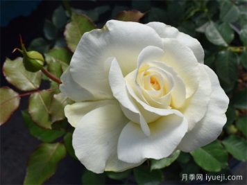 雪莉花束月季Shirley's Bouquet