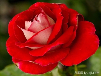 雪火月季Snowfire