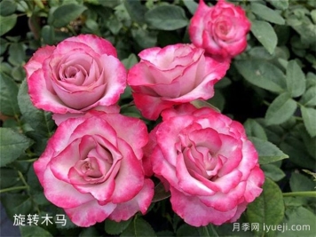 旋转木马月季/旋转木马柯德娜月季Carousel Kordana