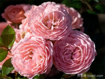 杏色漂流月季Apricot Drift