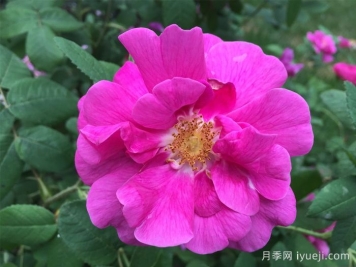 法国蔷薇月季/高卢红/药剂师玫瑰Rosa Gallica Officinalis