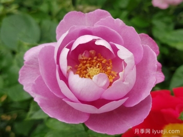 羊脂香水月季Boule de Parfum