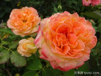 扬基歌月季Yankee Doodle