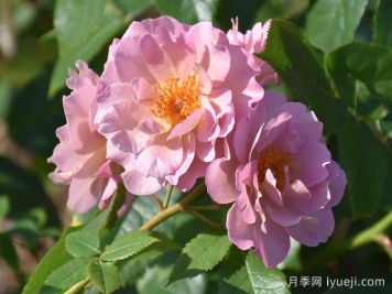 薰衣草匹诺曹月季Lavender Pinocchio