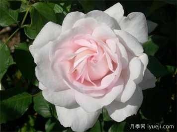 伊维奇月季/含羞蓓蕾/玫瑰腮红Evevic