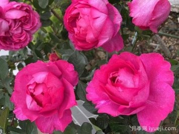 伊芙胭脂香水月季/胭脂香水Rouge de Parfum