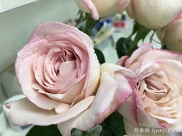 伊芙沙漠玫瑰月季