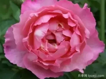 伊芙三号月季/伊芙夏娃月季Yves No3