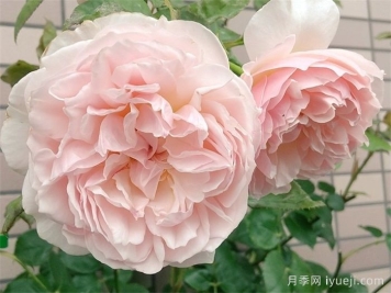 依芙琳月季/伊芙琳奥斯汀月季Evelyn