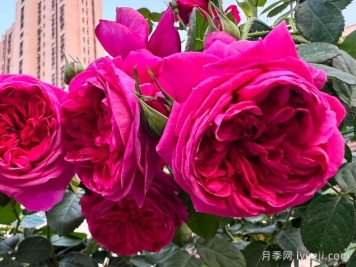 伊芙酒窖月季Cantina