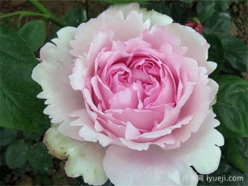 伊芙光月季Yves Light