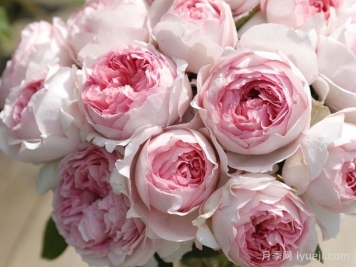 伊芙四号月季/四度芳香月季Yves No4