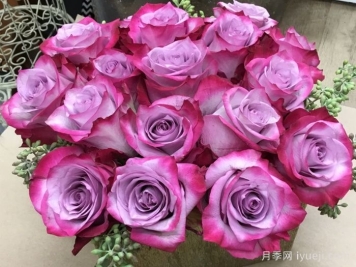 深紫玫瑰月季/一片深紫/深紫乐队Deep Purple