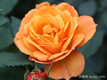 一诺千金月季/好如黄金/黄金美味Good as Gold