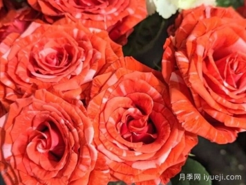 野猫月季/斑猫Wild Cat