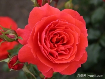 樱桃女孩月季Cherry Girl