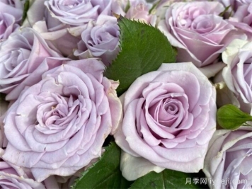 银色幻影月季Silver Shadow(荷)