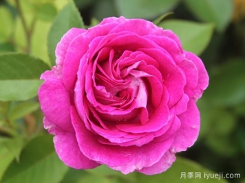 音乐之声月季/玛丽亚小姐/玛利亚Fraulein Maria