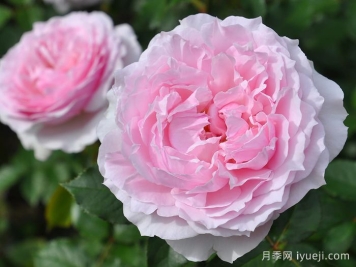 尤丽迪茜月季Euridice