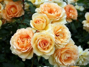 尤里卡月季(科德斯)Eureka