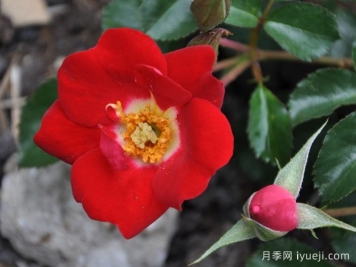 永志不忘月季/坚决Lest We Forget