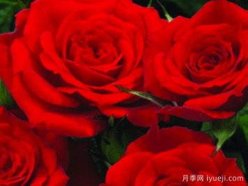 永远的巴里月季Bari Forever