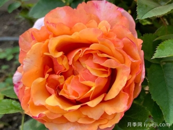 永远的艾帕索月季El Paso Forever