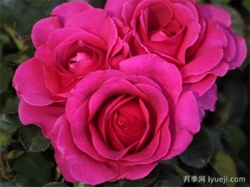 永恒紫色月季Timeless Purple