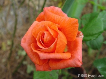 佐丽娜月季/佐琳娜Zorina