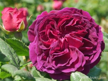 紫色小屋月季/紫屋/壁龙宫Palais Biron