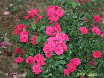 紫色时代月季/紫咲月季