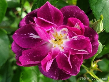 紫色客机月季/紫色天际线Purple Skyliner