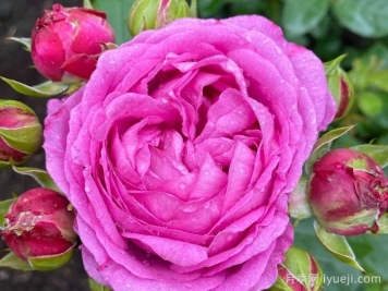 紫丁香黄玉月季/丁香黄水晶Lilac Topaz