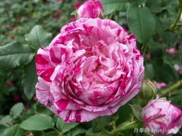 抓破美人脸月季/撕破美人脸/斑纹博洛尼亚Variegata di Bologna