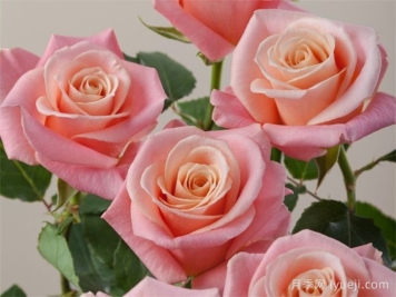 猪猪小姐月季/猪猪女孩Miss Piggy