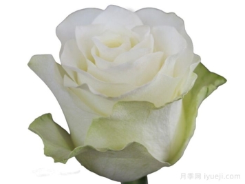 珍珠朱米莉亚月季/珍珠艾莎Pearl Jumilia