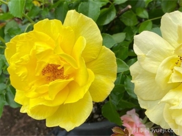 真友谊月季/无猜月季True Friendship