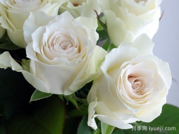 赞颂月季/大致敬Grand Homage