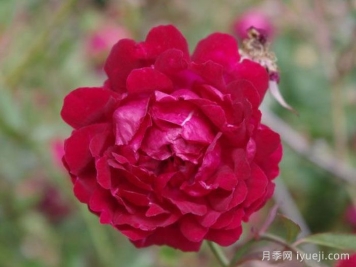 月月红月季Old Crimson China