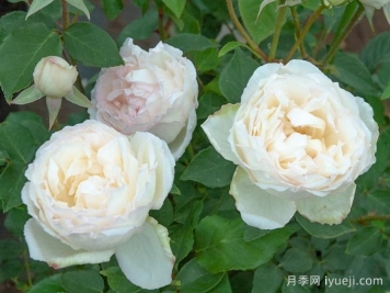 约瑟夫施瓦茨夫人月季Madame Joseph Schwartz