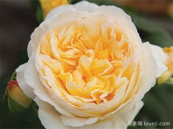 月色浪漫月季/浪漫月光月季Moonlight Romantica