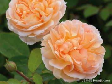 园丁夫人月季The Lady Gardener