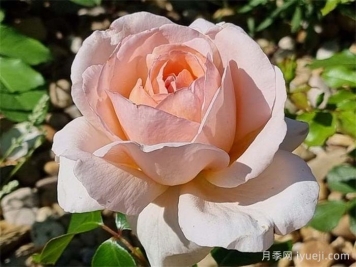 园丁安德雷月季/贝蒂白/安德烈勒诺特尔Andre Le Notre