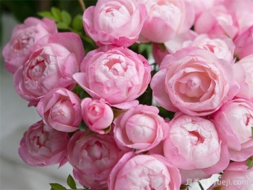 草莓杏仁饼月季Strawberry Macaron